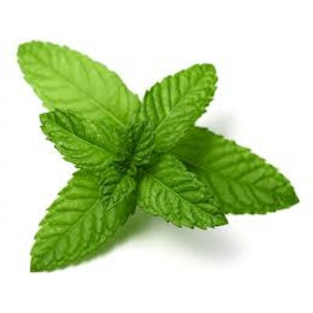 PEPPER MINT LEAVES